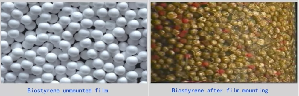 Biofilm in Filtration